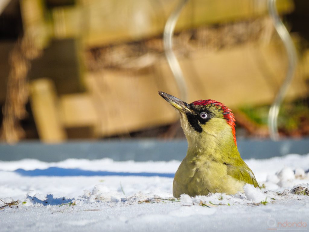 Günspecht im Schnee