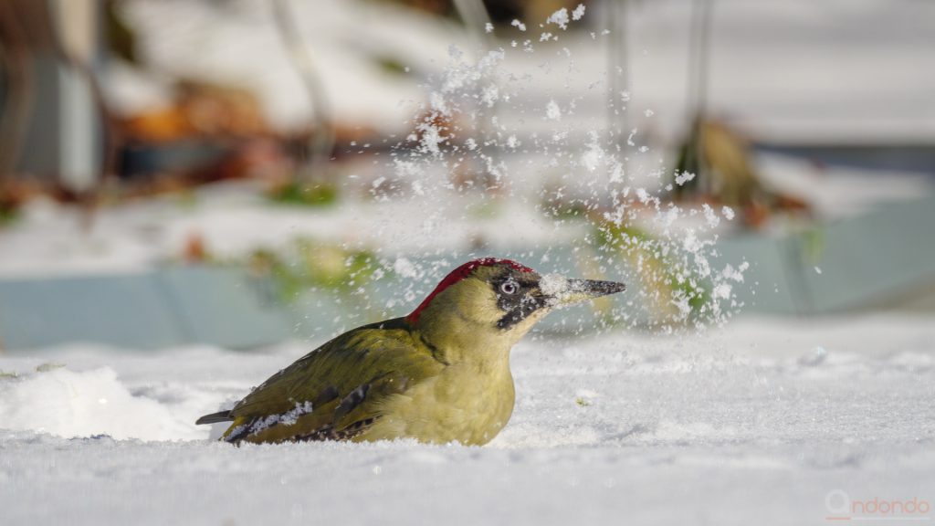 Günspecht im Schnee