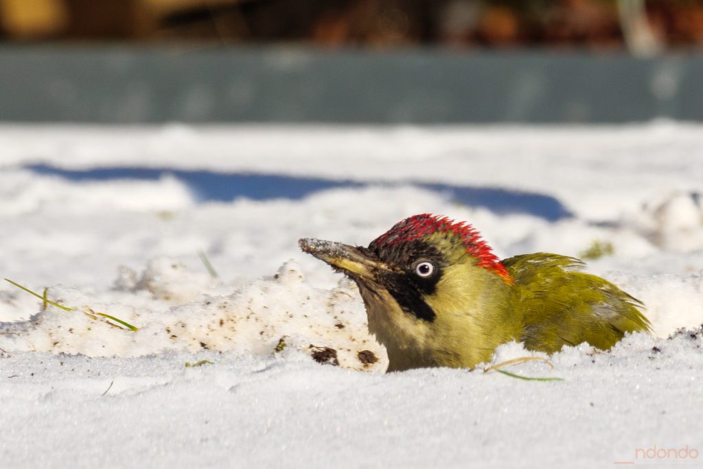 Günspecht im Schnee