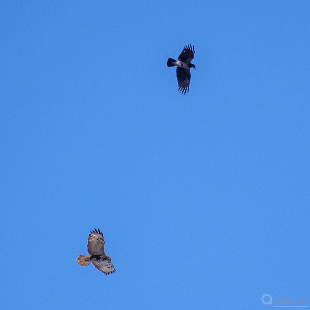 Bussard und Krähe