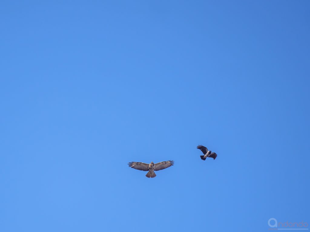 Bussard und Krähe