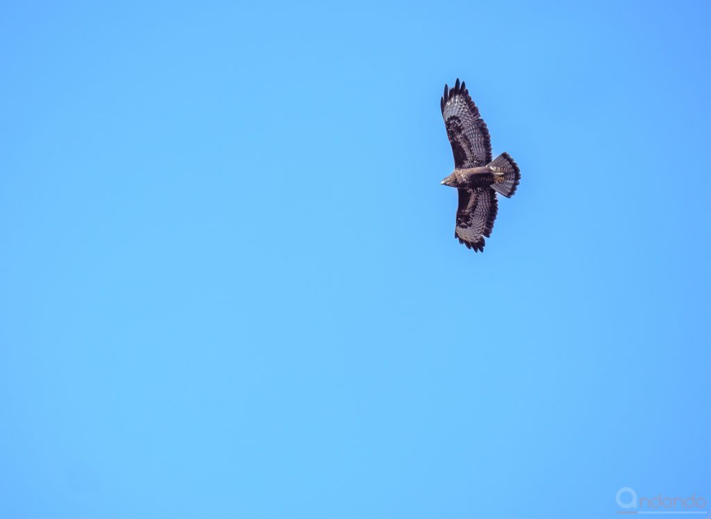 Bussard