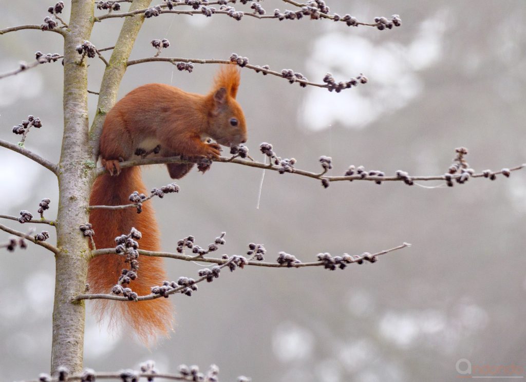 Eichhörnchen in der Parrotie