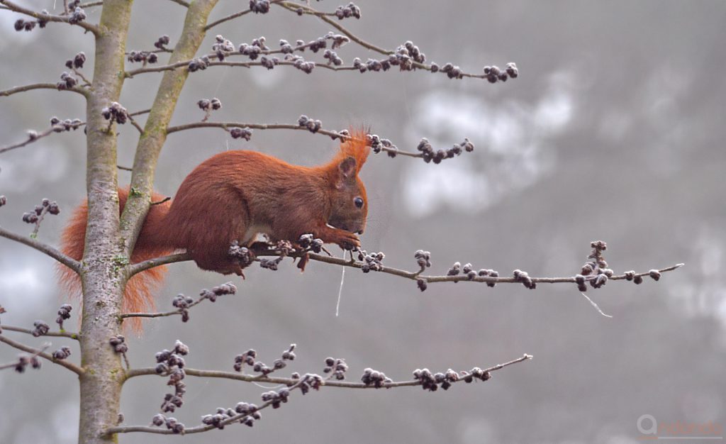 Eichhörnchen in der Parrotie