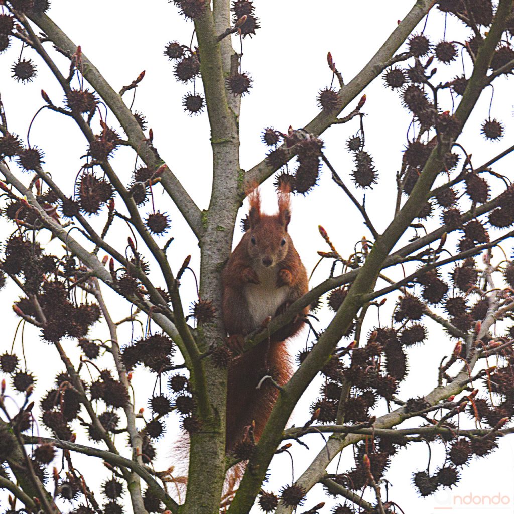 Eichhörnchen auf dem Amberbaum