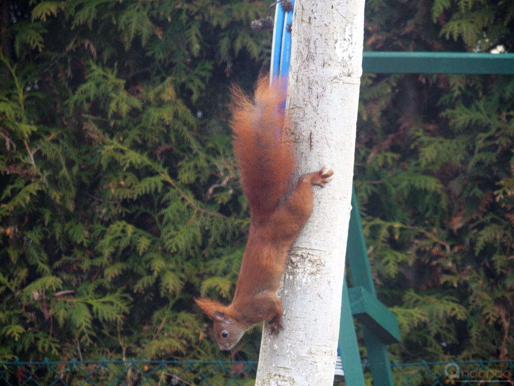 Eichhörnchen verlässt den Amberbaum