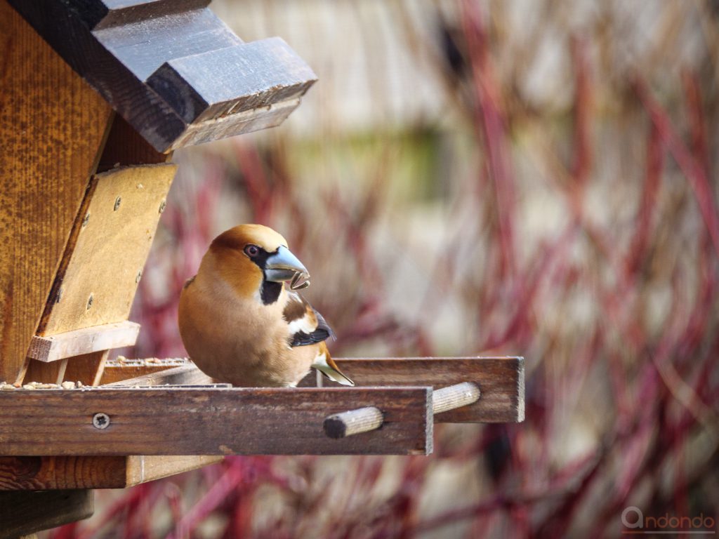 Kernbeisser am Futterhaus