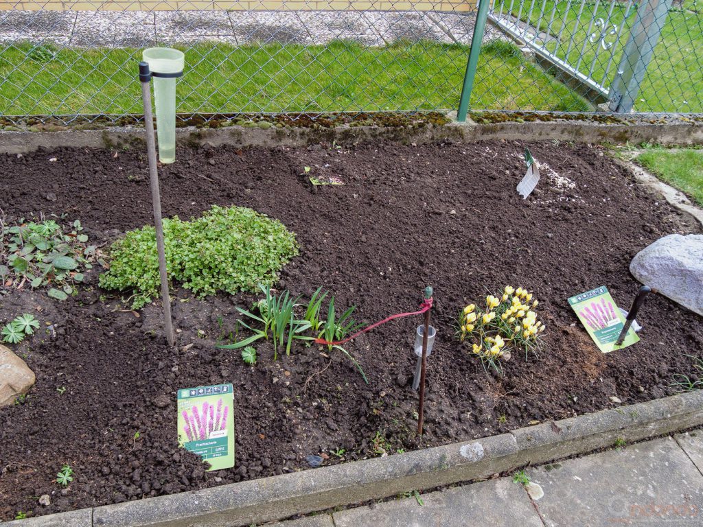 Prachtscharten und Lilien eingepflanzt