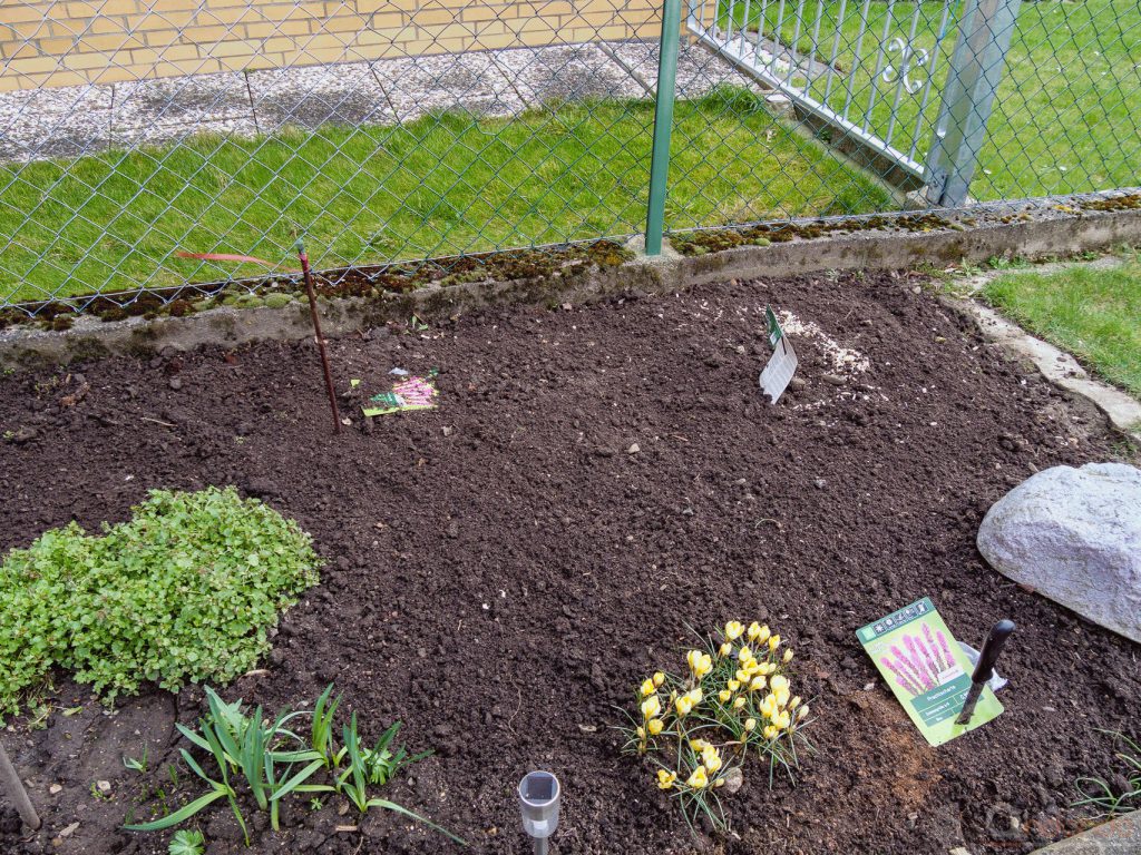 Prachtscharten und Lilien eingepflanzt