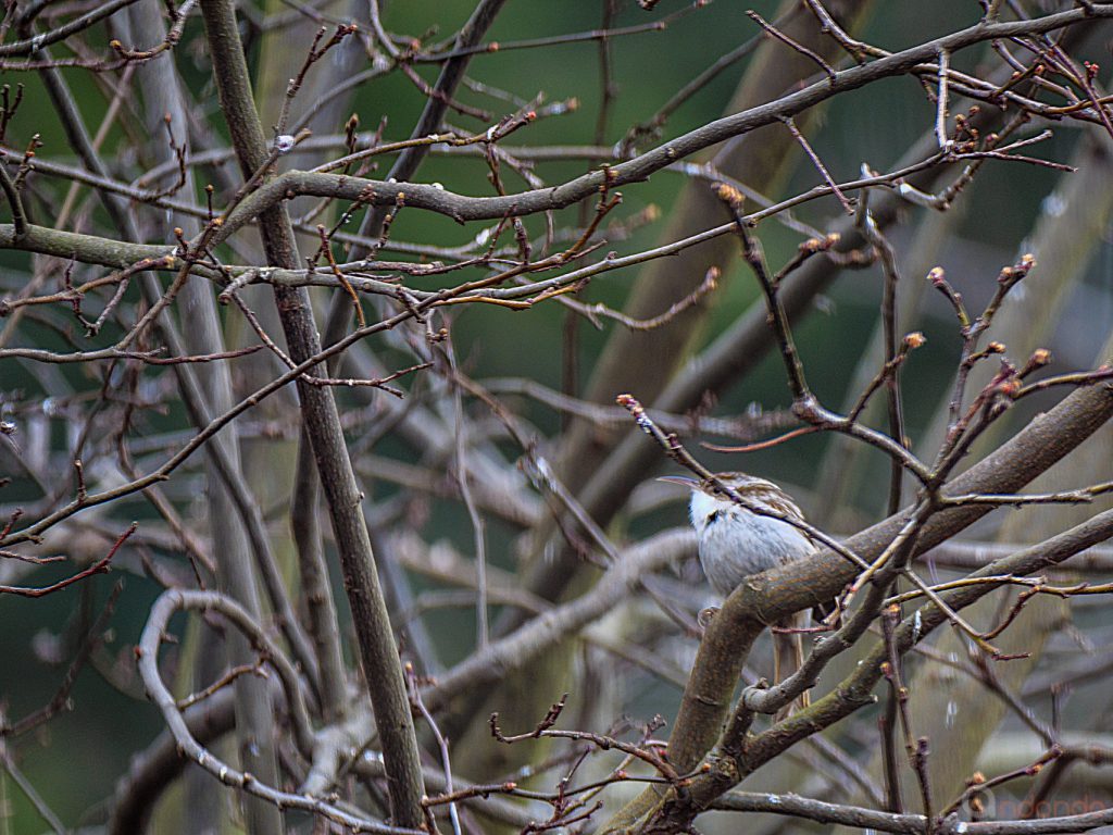 Gartenbaumläufer