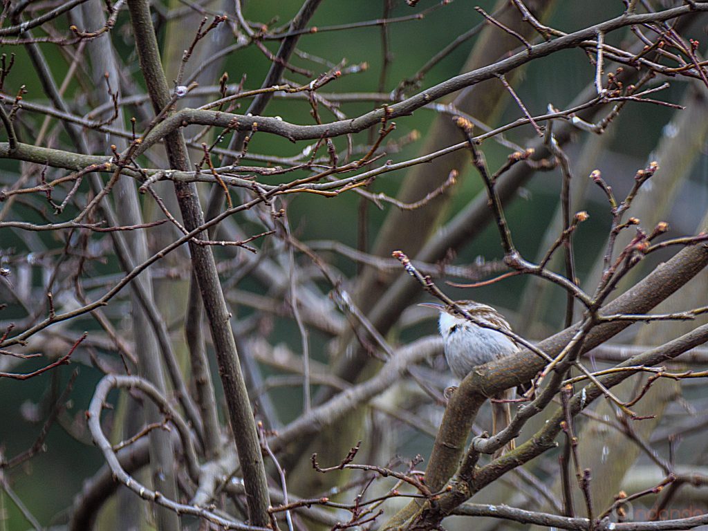 Gartenbaumläufer