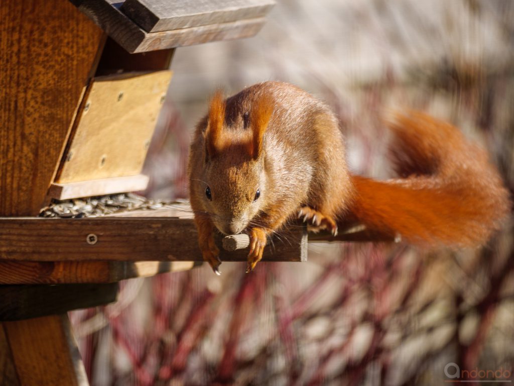 Eichhörnchen am Futterhaus