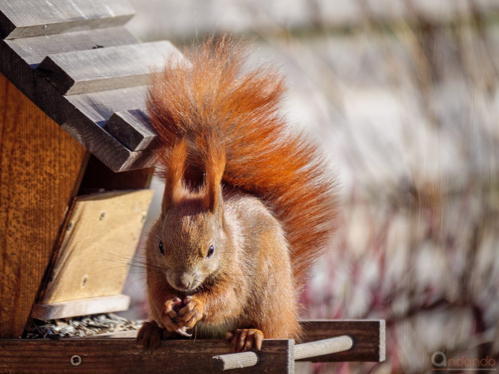 Eichhörnchen am Futterhaus