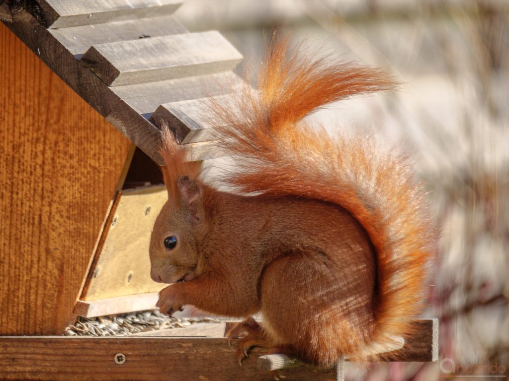 Eichhörnchen am Futterhaus