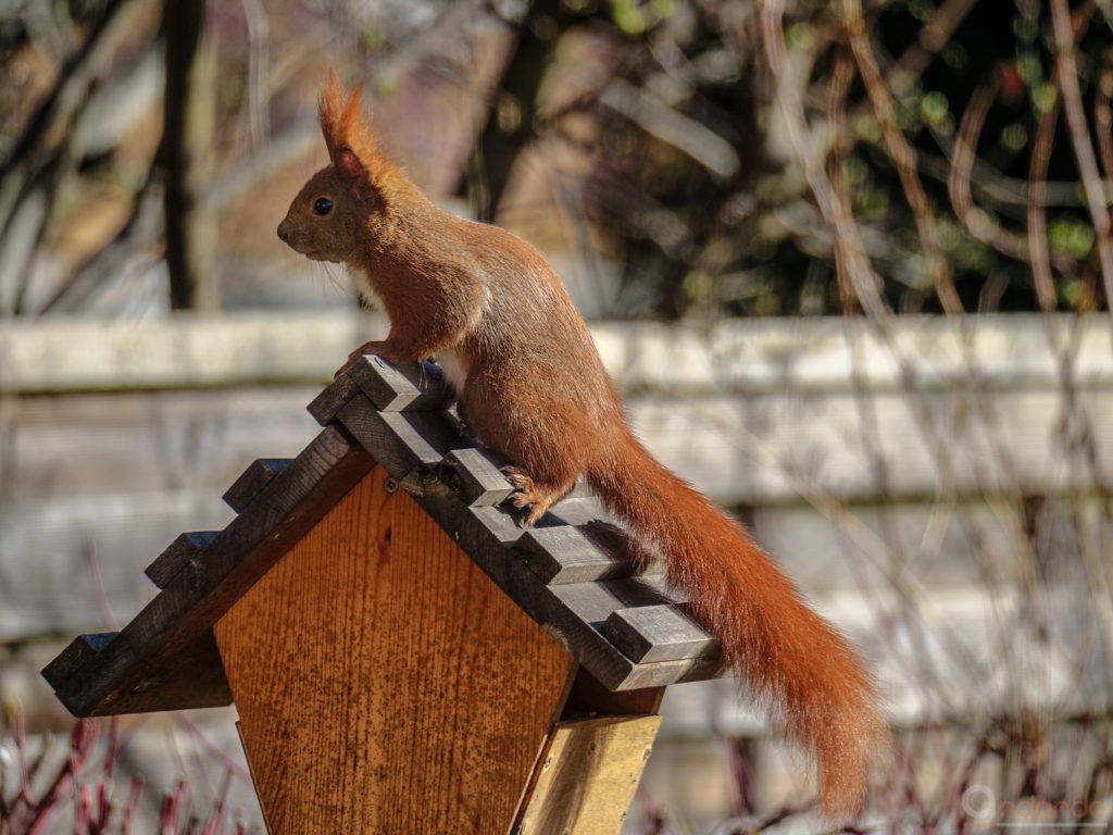 Eichhörnchen am Futterhaus