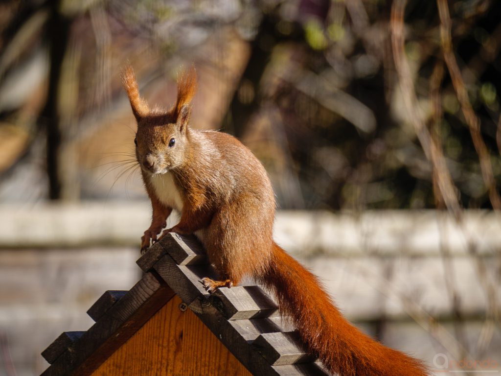 Eichhörnchen am Futterhaus