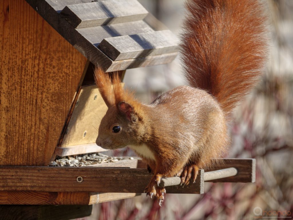 Eichhörnchen am Futterhaus