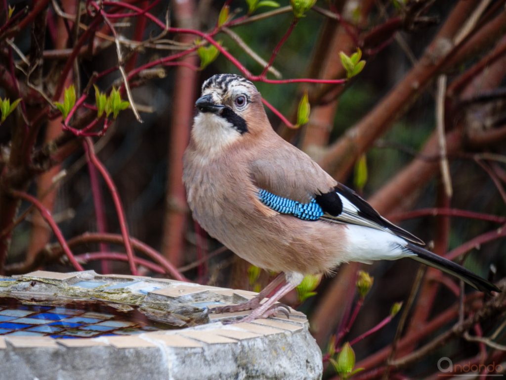 Eichelhäher an der Vogeltränke