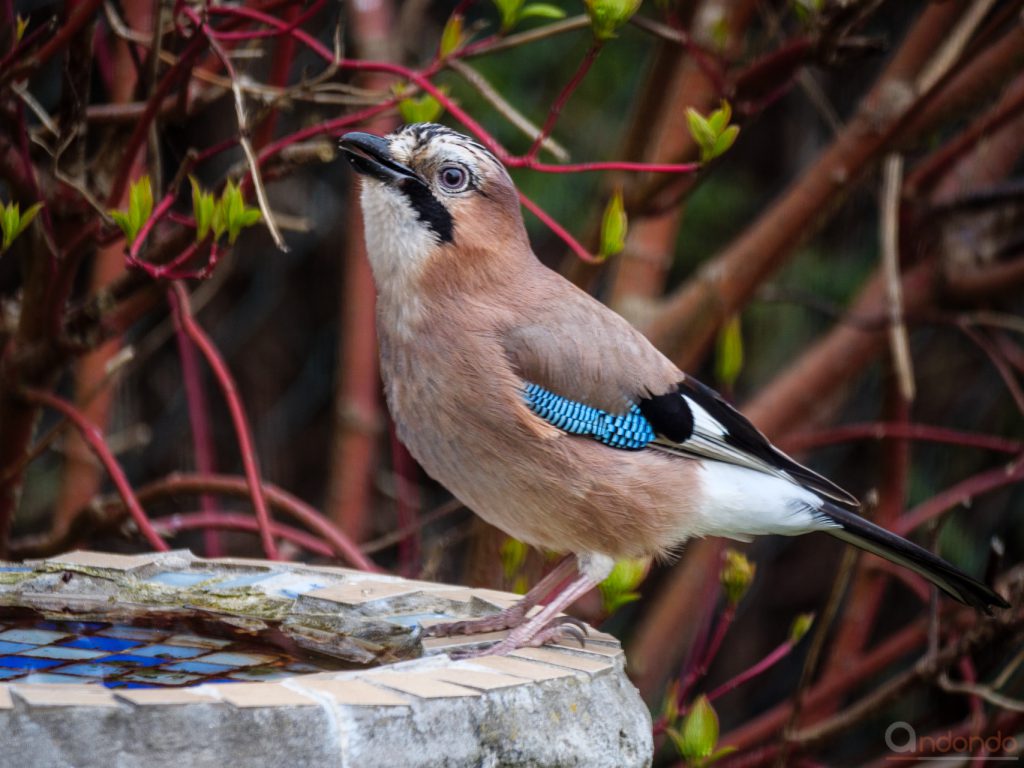 Eichelhäher an der Vogeltränke