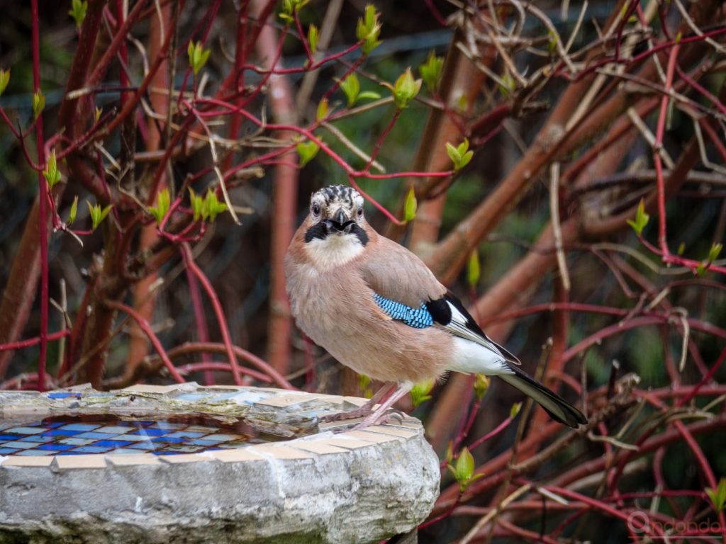 Eichelhäher an der Vogeltränke