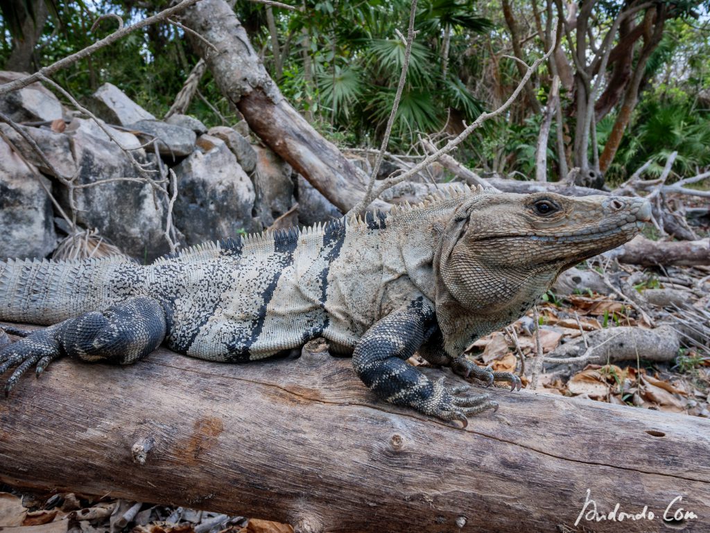 Leguan