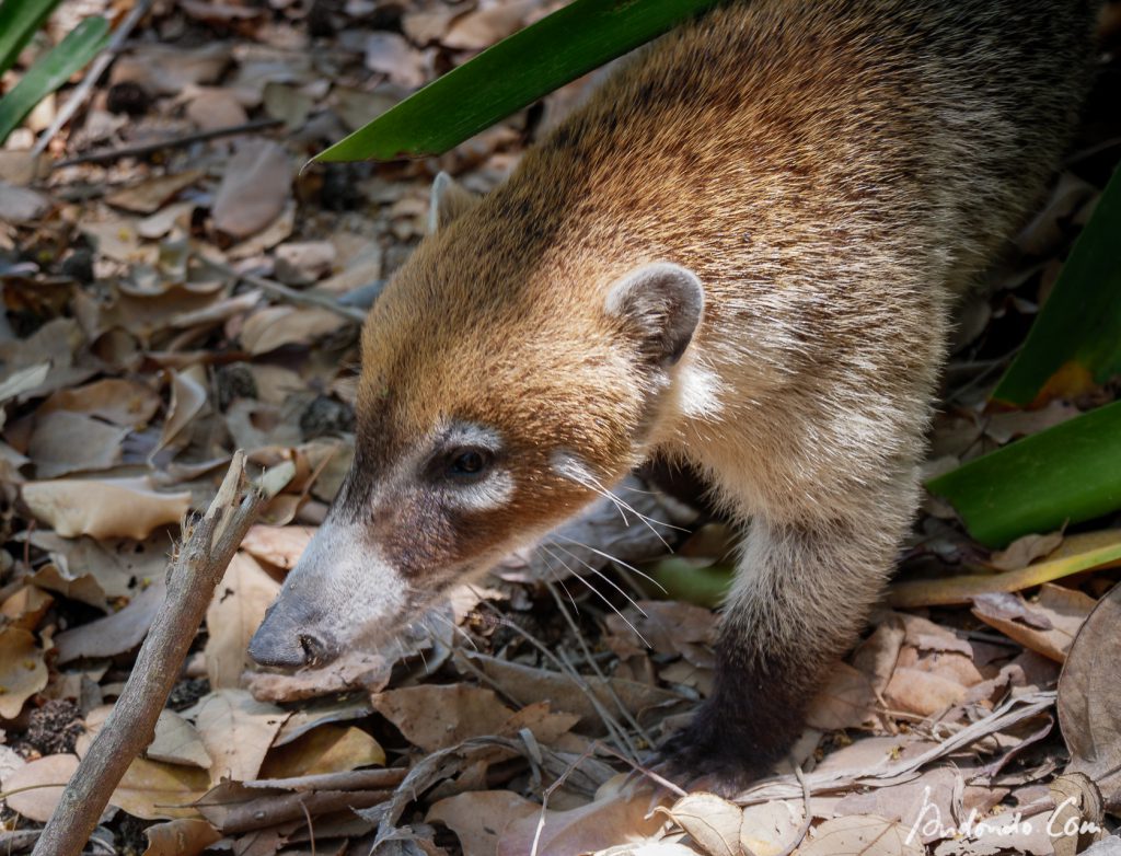 Nasenbär