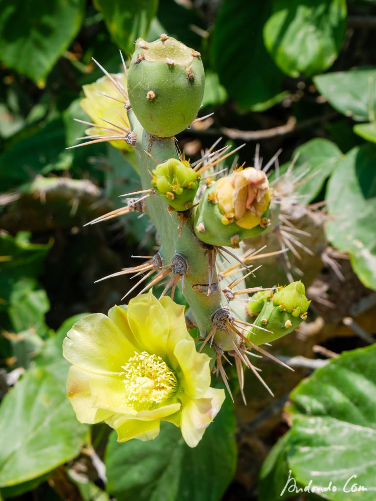 Feigenkaktus mit Blüte