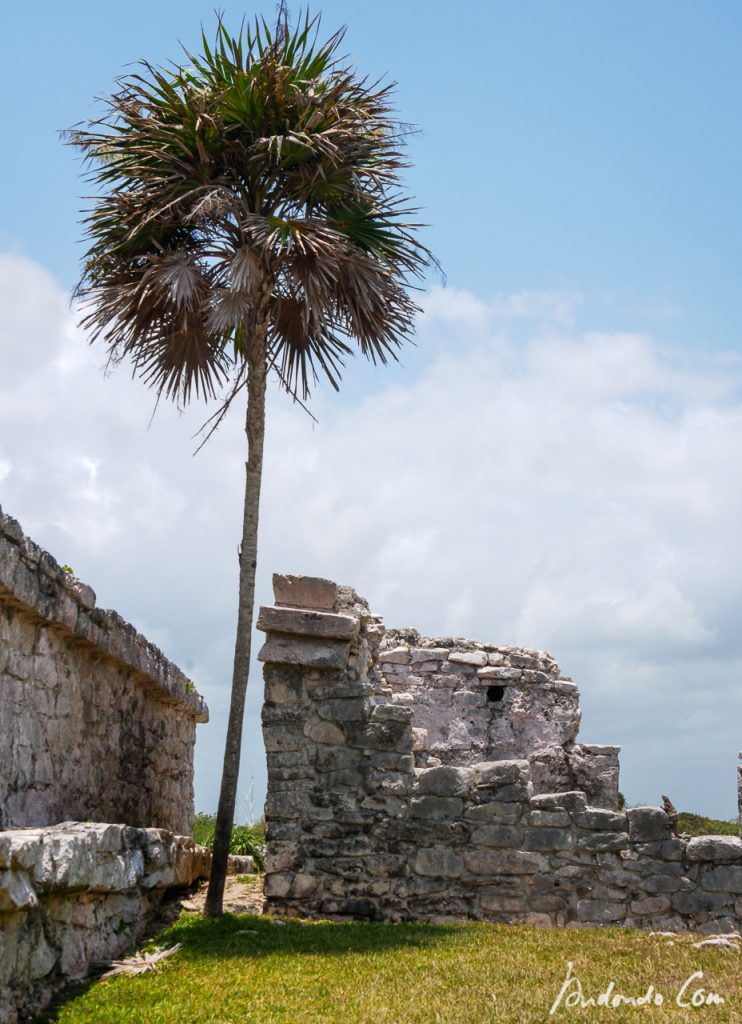 Tempel mit Palme