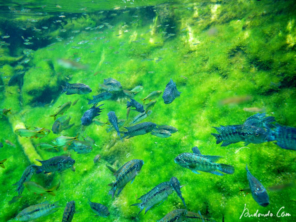 Fische (Barsche, Salmler) in der Cenote