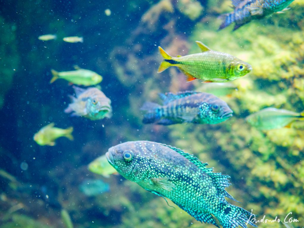 Fische (Barsche, Salmler) in der Cenote