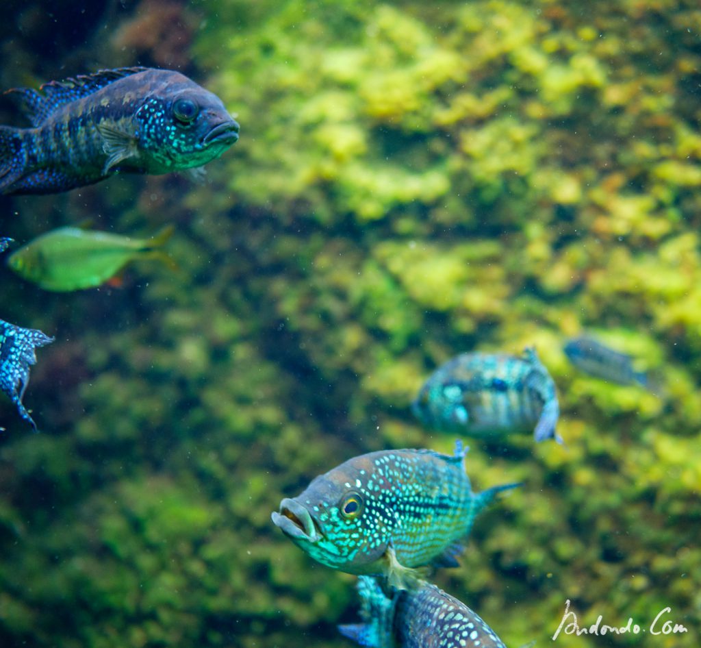 Fische (Barsche, Salmler) in der Cenote