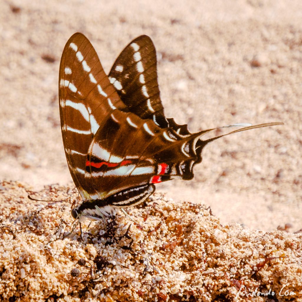 Schmetterling (Graphium policenses)