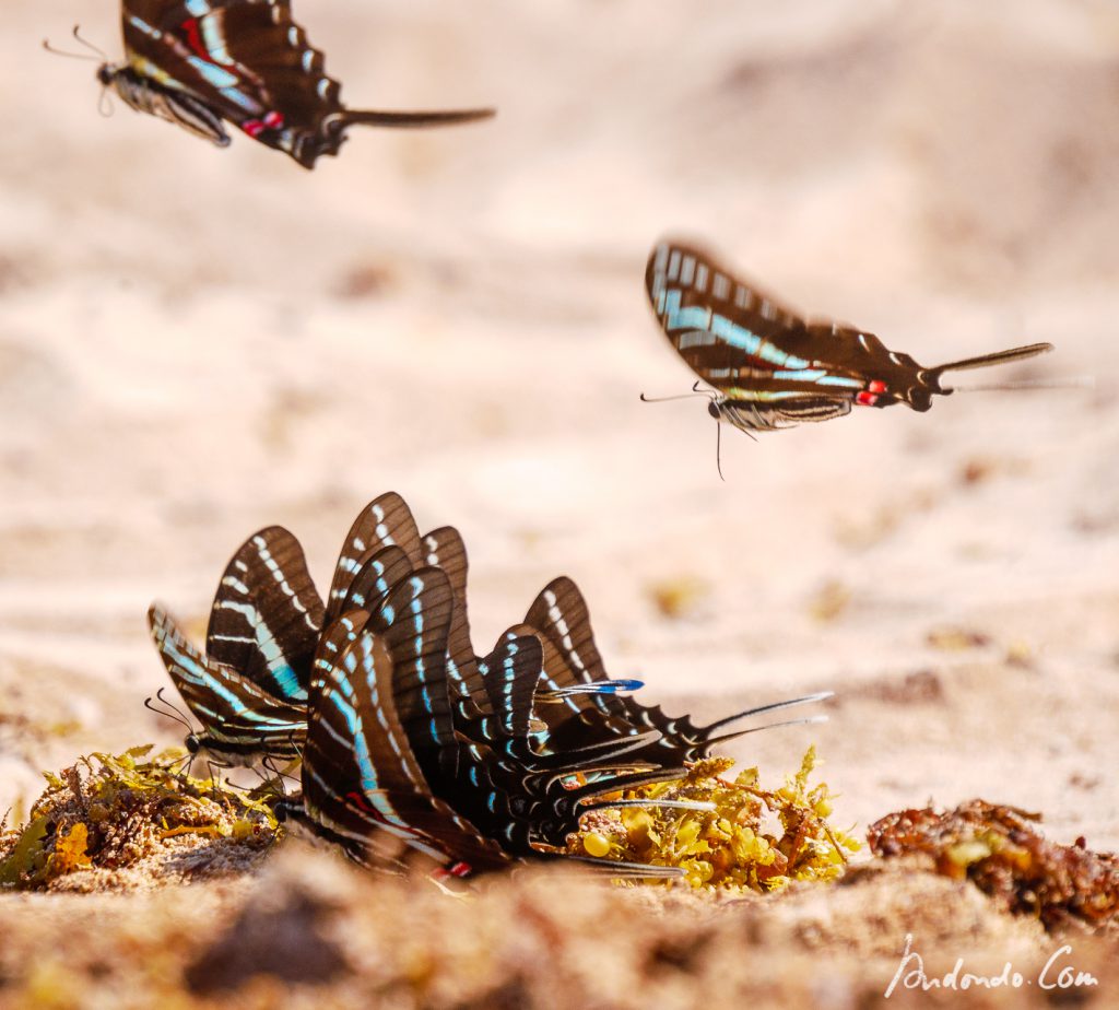Schmetterlinge (Graphium policenses)