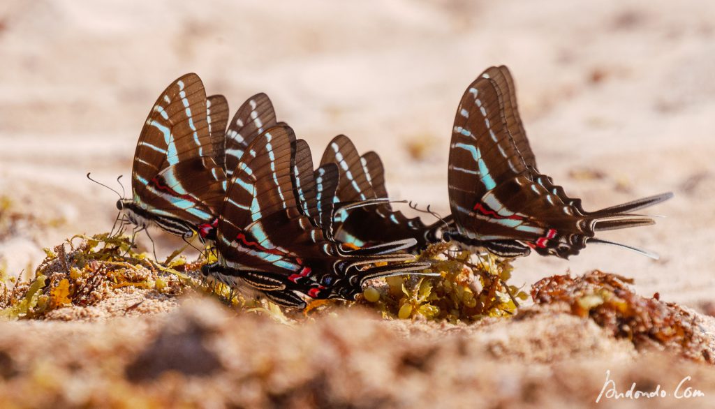 Schmetterlinge (Graphium policenses)