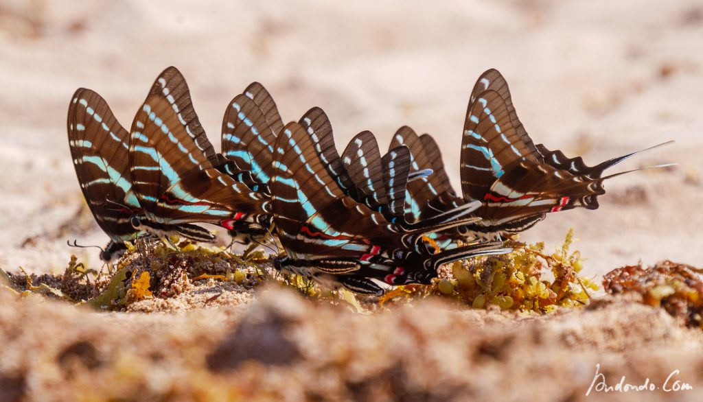 Schmetterlinge (Graphium policenses)