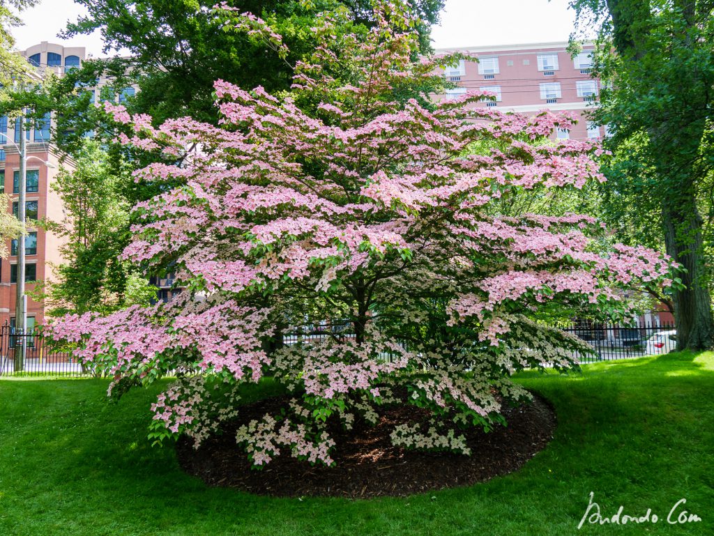 Blumenhartriegel - Public Gardens - Halifax