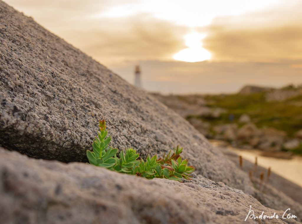 Felsen bei Peggy's Cove