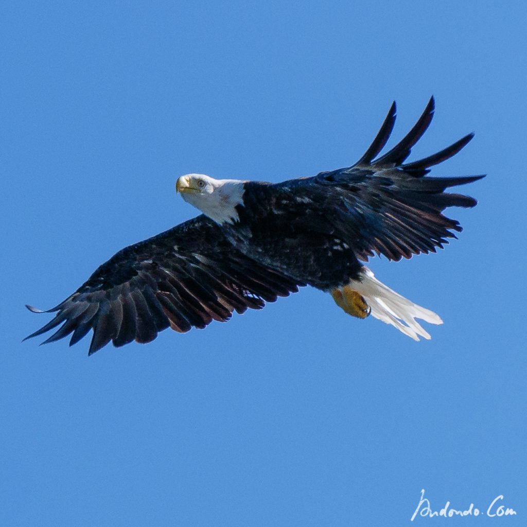 Weisskopfseeadler 