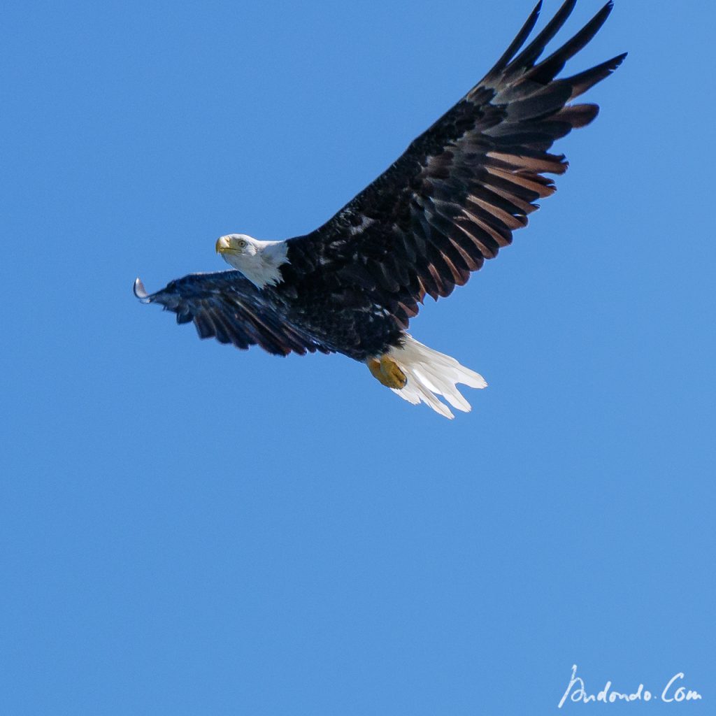 Weisskopfseeadler 