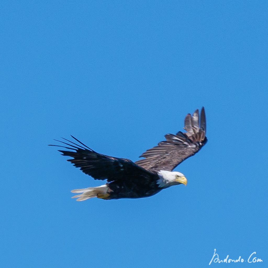 Weisskopfseeadler 