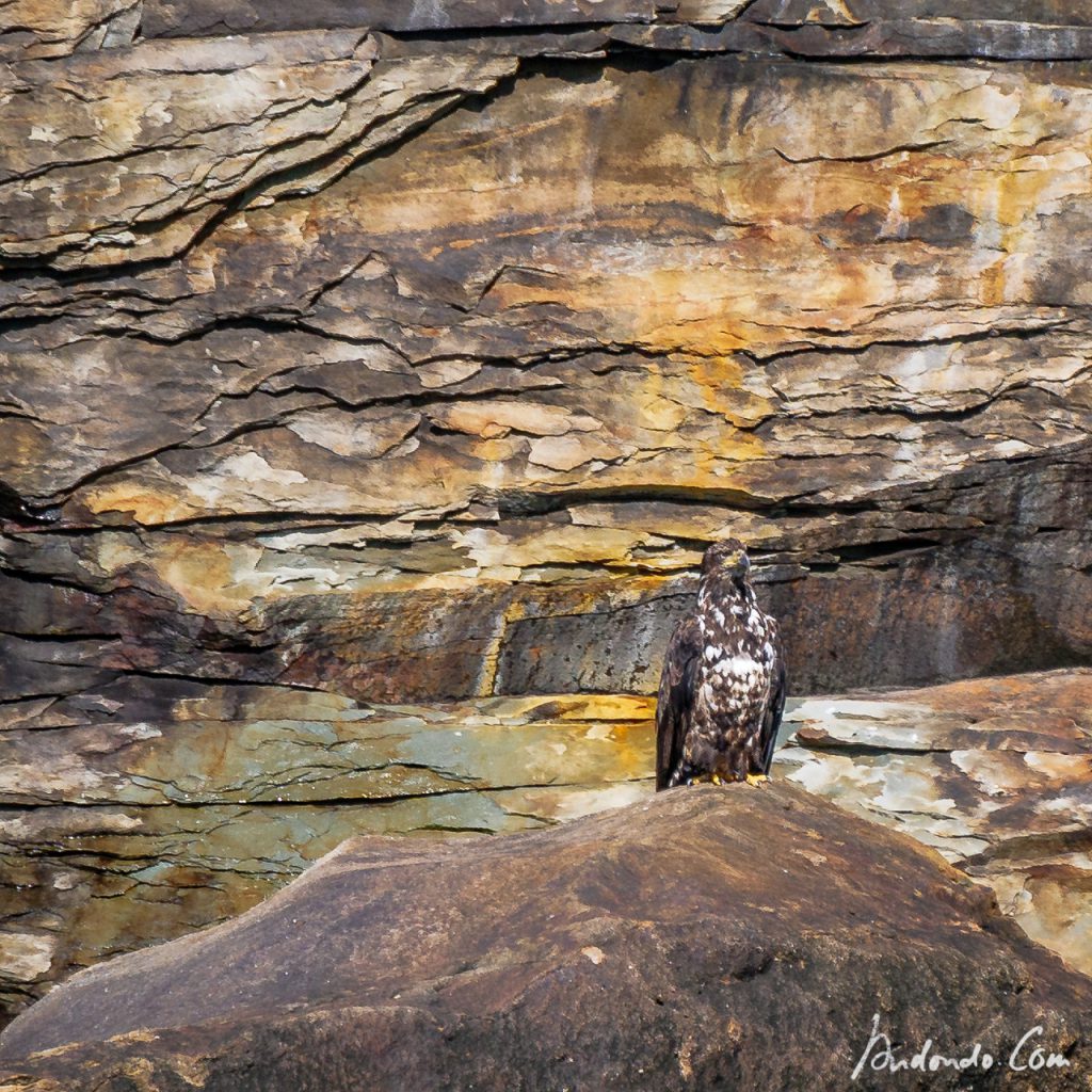 Weisskopfseeadler - Jungvogel