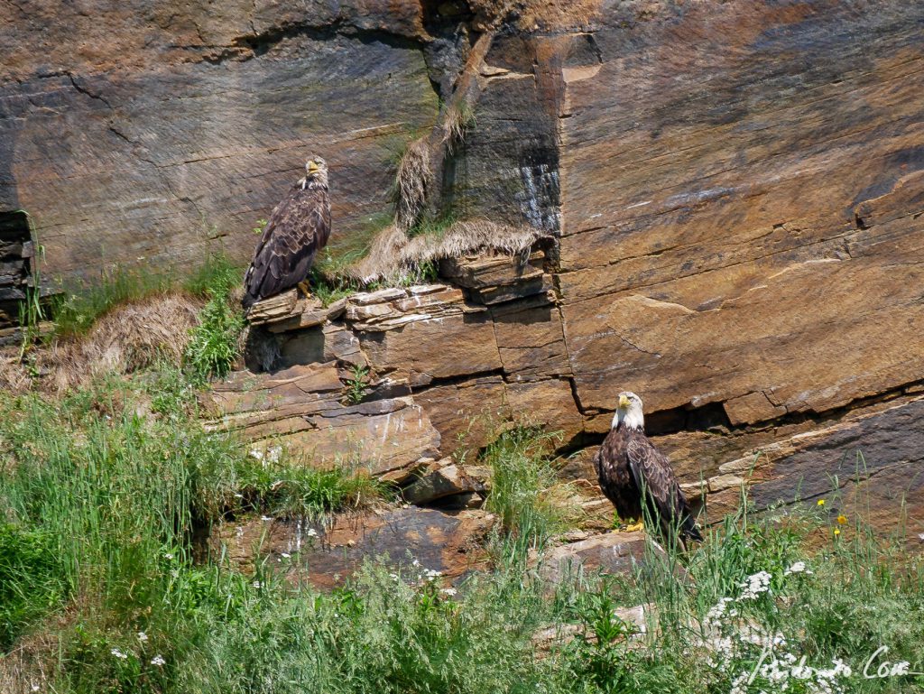 Weisskopfseeadler 