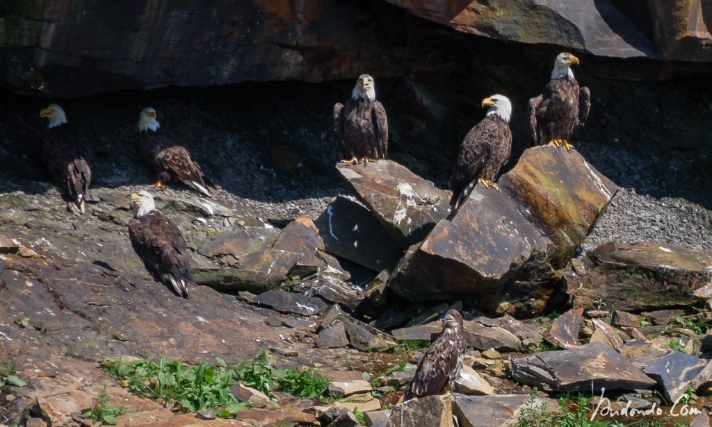 Weisskopfseeadler 