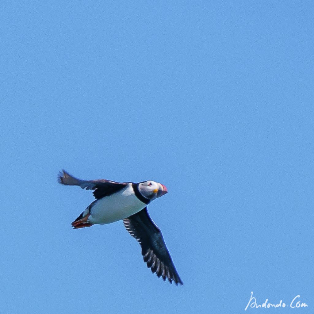 Papageientaucher - Puffin