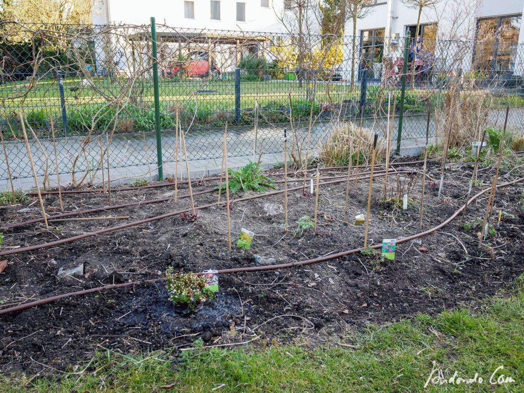 Staudenbeet gesäubert