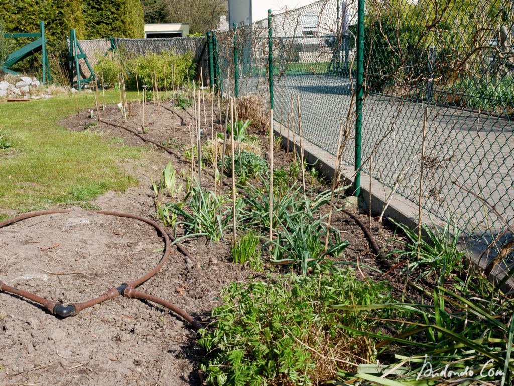 Staudenbeet putzen