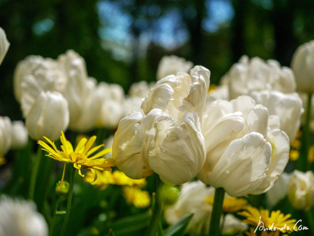 Blumen an der Orangerie