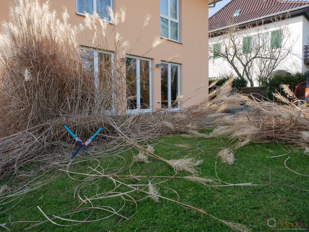 Schilf teilweise abgeschnitten