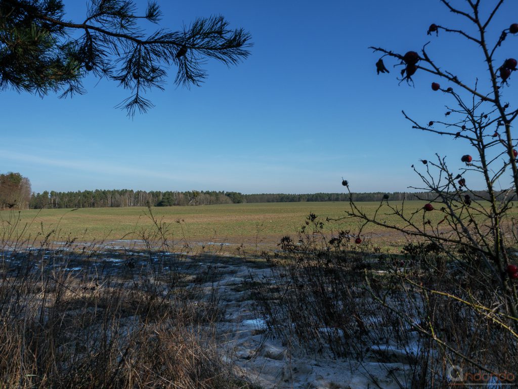 Blick über das Feld (4)