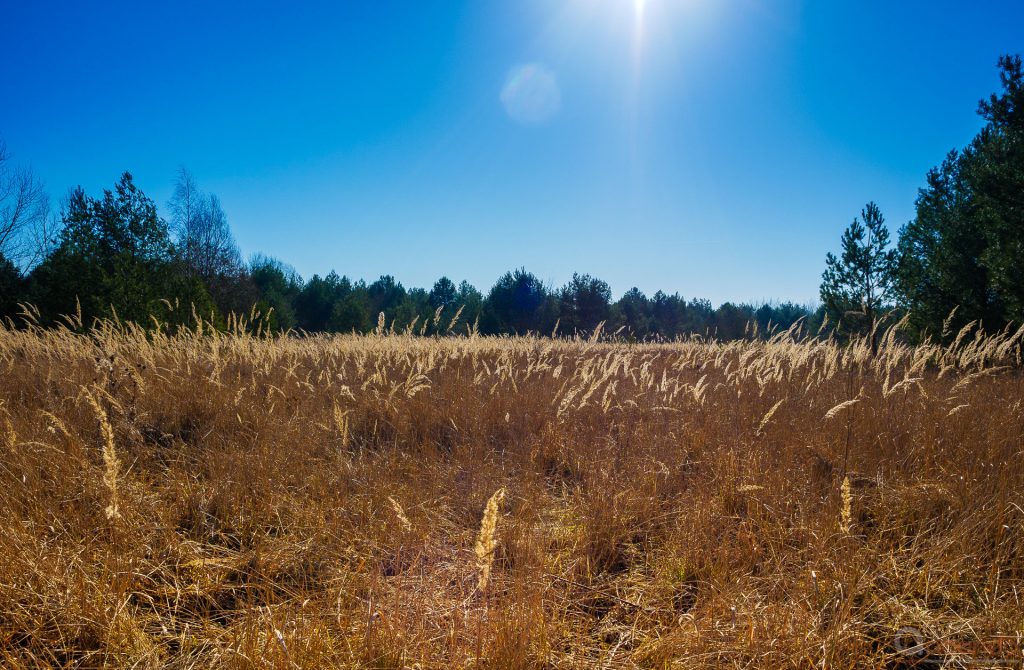 Gras im Gegenlicht (7)